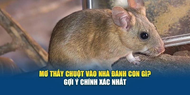 Mơ Thấy Chuột Vào Nhà 78Win Đánh Con Gì? Gợi Ý Chuẩn 4 Mơ Thấy Chuột Vào Nhà Đánh Con Gì 78Win? Gợi Ý Chính Xác Nhất