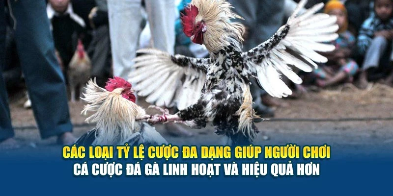 Các loại tỷ lệ cược đa dạng giúp người chơi cá cược đá gà linh hoạt và hiệu quả hơn